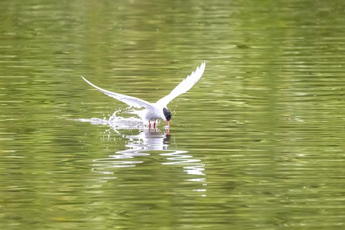 Küstenseeschwalben skimmen den Dorfteich   (Klicken zum öffnen)