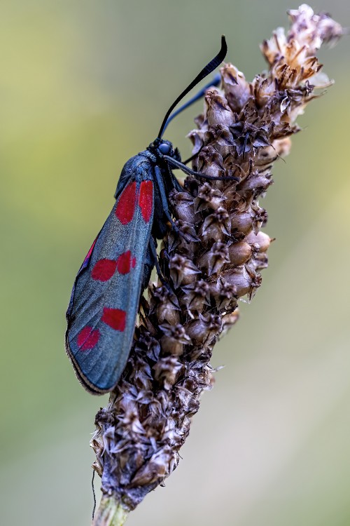 Widderchen   (Klicken zum öffnen)