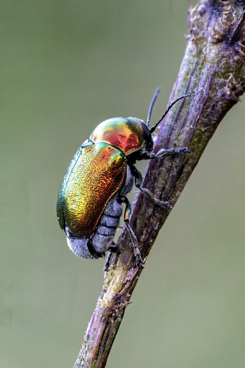 Fallkäfer - auch die Natur kennt Metallic-Lackierungen   (Klicken zum öffnen)