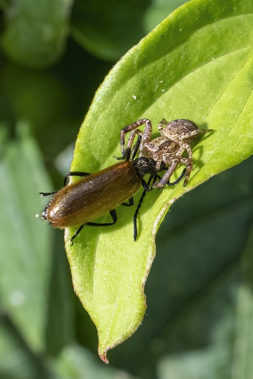 Spinne hat Käfer erbeutet   (Klicken zum öffnen)