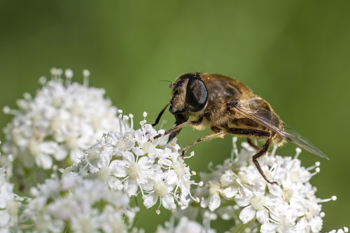 Honigbiene   (Klicken zum öffnen)