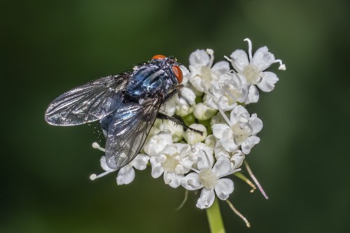 Auch eine Fliege hat ihren Reiz   (Klicken zum öffnen)