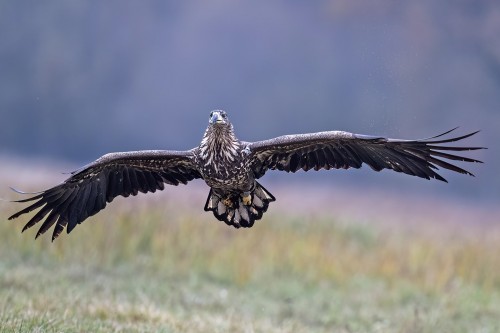 Jungvogel im Anflug   (Klicken zum öffnen)