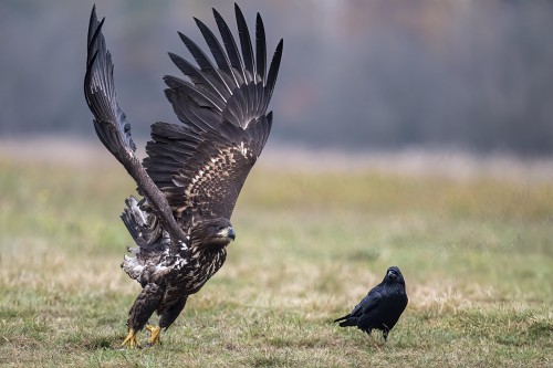 Take off   (Klicken zum öffnen)