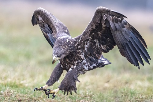 The eagle has landed...   (Klicken zum öffnen)