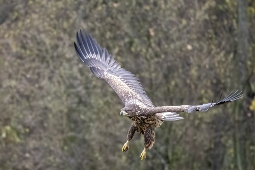 Es herrscht ein reges Kommen und Gehen an der Futterstelle   (Klicken zum öffnen)