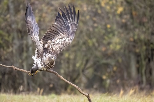 Abflug vom Ansitz   (Klicken zum öffnen)