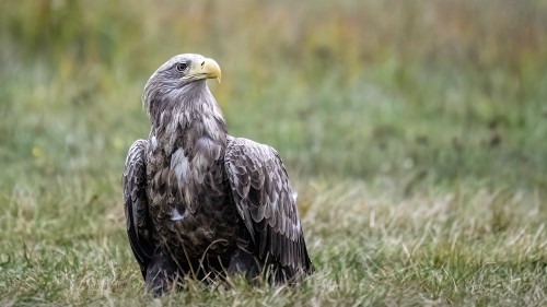 Ausgewachsene Adler haben gelbe Schnäbel   (Klicken zum öffnen)