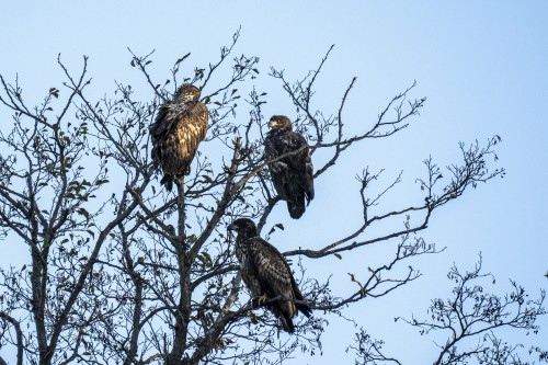 Warteposition in den hohen Bäumen   (Klicken zum öffnen)