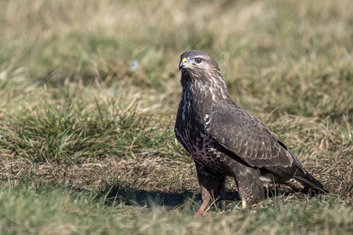 Auch ein Bussard zeigte sich   (Klicken zum öffnen)