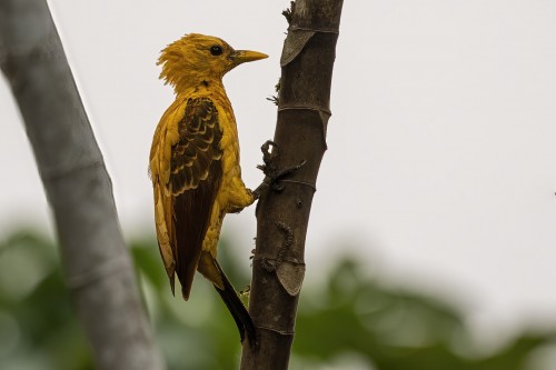 Cream-colored woodpecker (Strohspecht)   (Klicken zum öffnen)