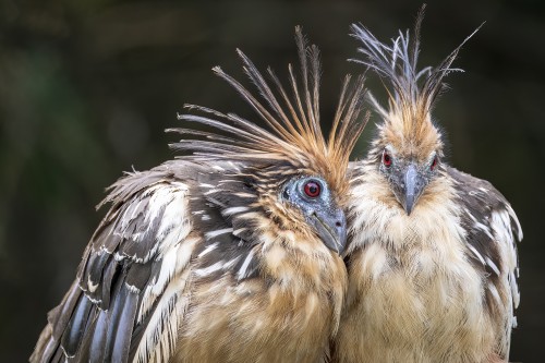 Hoatzin Bird (Schopfhuhn)   (Klicken zum öffnen)