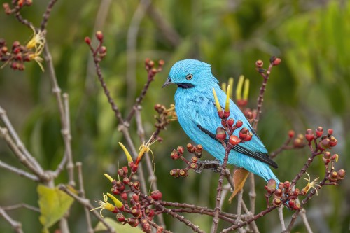 Cotinga   (Klicken zum öffnen)