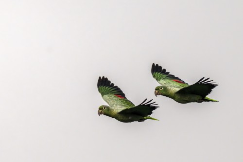 Green-winged Macaws   (Klicken zum öffnen)