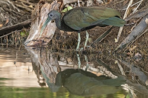 Ibis   (Klicken zum öffnen)