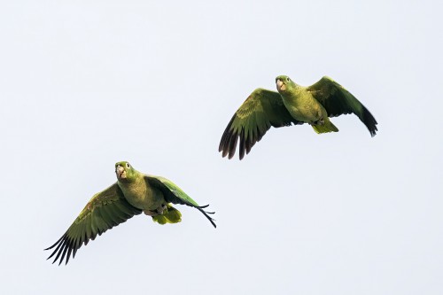 Green-winged Macaws   (Klicken zum öffnen)