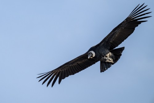 Ausgewachsene Vögel haben ein schwarzes Gefieder und eine weisse Halskrause   (Klicken zum öffnen)