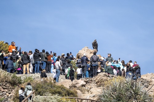 Die Kondore sind nicht scheu und landen manchmal mitten in den Touristen   (Klicken zum öffnen)