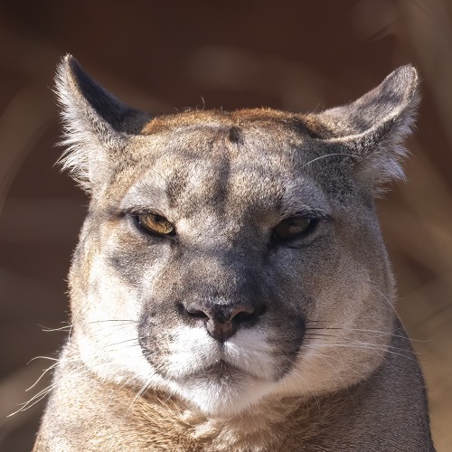 Puma in der Auffangstation von Cochahuasi   (Klicken zum öffnen)