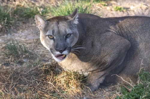 Puma in der Auffangstation von Cochahuasi   (Klicken zum öffnen)