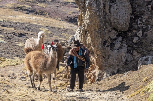 Alpaca-Züchter   (Klicken zum öffnen)