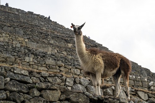 Gegen Abend kommen die Lamas   (Klicken zum öffnen)