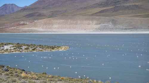 Laguna Hedionda; 4100m, Salzgehalt gut 70%   (Klicken zum öffnen)