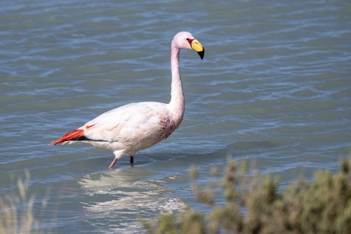 Der kleine Salzsee ist Heimat vieler Flamingos   (Klicken zum öffnen)