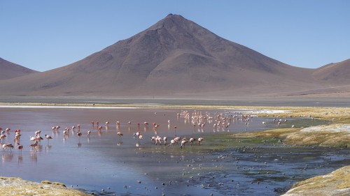 Laguna Colorada; 4310m   (Klicken zum öffnen)