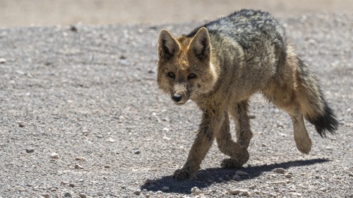 Wüstenfuchs   (Klicken zum öffnen)