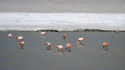 Das mineralhaltige Wasser färbt die Flamingos rot   (Klicken zum öffnen)