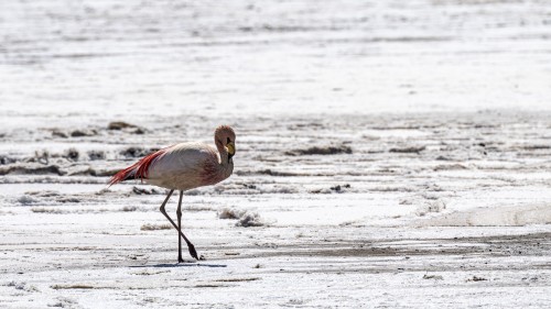 Der Salar ist Brutplatz einiger nur in Südamerika vorkommender Flamingo-Arten   (Klicken zum öffnen)