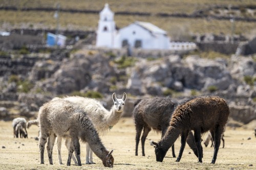 Im Salar gibt es kaum Fauna, an den Rändern weiden Lamas   (Klicken zum öffnen)