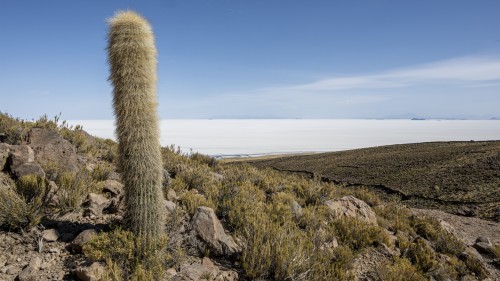  Etwa 80 Kilometer von Uyumi entfernt liegt mitten im Salar die Isla Incahuasi   (Klicken zum öffnen)