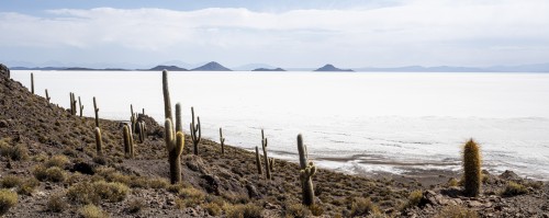 Auf der Isla del Pescado wachsen zahlreiche Kakteen   (Klicken zum öffnen)