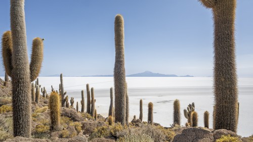 Blick von der Isla Incahuasi auf den Salar de Uyumi   (Klicken zum öffnen)