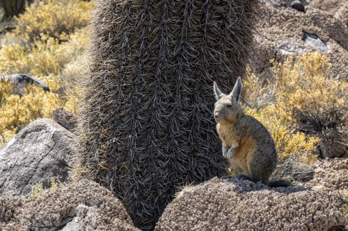 Südlicher Viscacha, ein Kaninchen-ähnliches Nagetier, das auf den Inseln im Salar lebt   (Klicken zum öffnen)