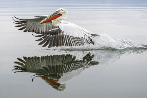 Take-off   (Klicken zum öffnen)