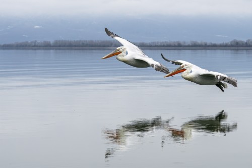 Oft sind sie im Paarflug unterwegs   (Klicken zum öffnen)