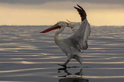 Schreiten auf dem Wasser...   (Klicken zum öffnen)