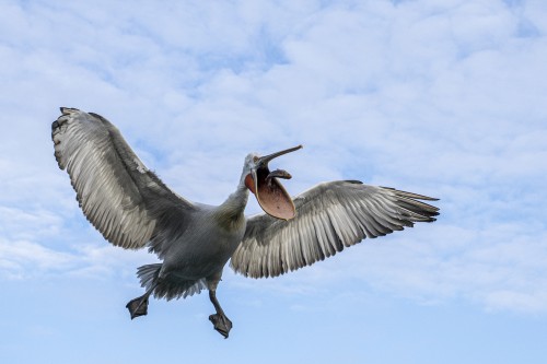 Dank der Fütterung durch Einheimische haben die Vögel bessere Überlebenschancen   (Klicken zum öffnen)