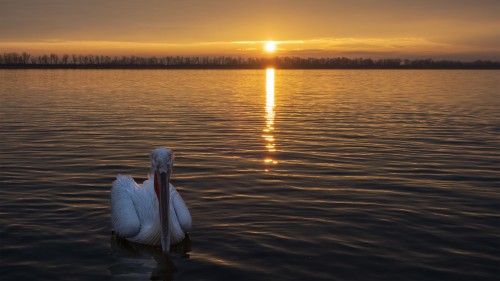 The lone Pelican   (Klicken zum öffnen)