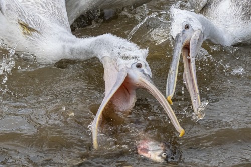 Catch the fish   (Klicken zum öffnen)