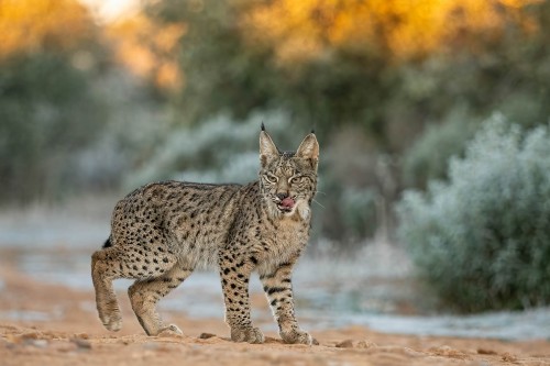 Junger Luchs in der Morgendämmerung   (Klicken zum öffnen)