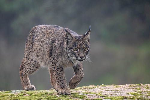 Im Blick: Ein Wildkaninchen...   (Klicken zum öffnen)