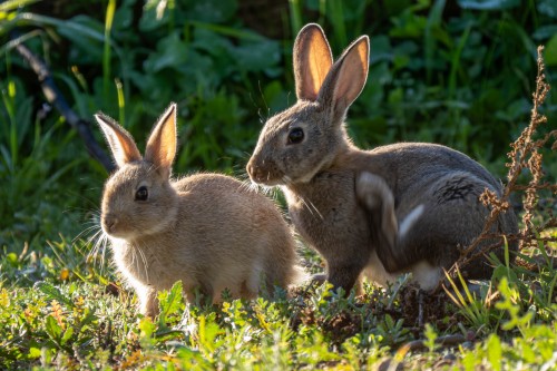 Ob sie die Vorbilder für die Osterhasen sind?   (Klicken zum öffnen)