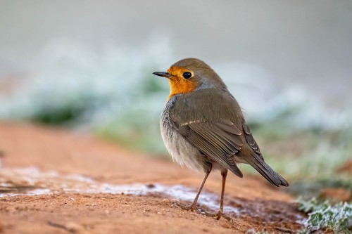 Beim Warten auf die Luchse kann man auch Vogelfotografie betrieben   (Klicken zum öffnen)