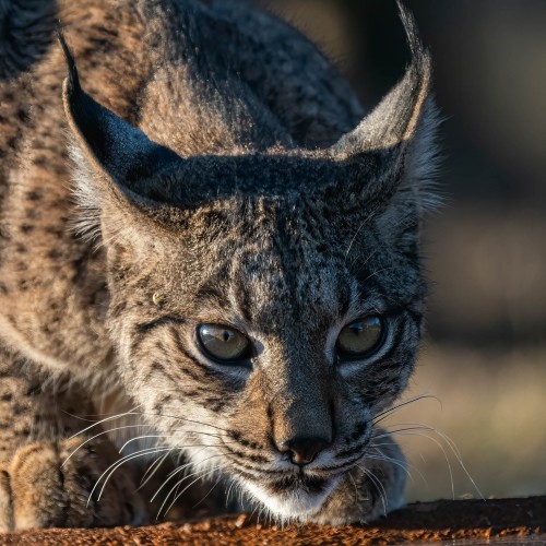 Auf Französisch heisst es oeil de lynx...   (Klicken zum öffnen)