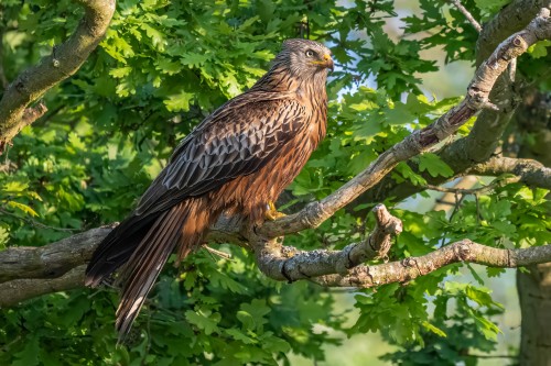 Red Kite (Rotmilan)   (Klicken zum öffnen)