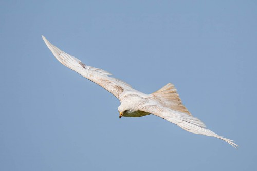 The leucistic Red Kite: ein Rotmilan mit einem Gendefekt. Ist aber kein Albino   (Klicken zum öffnen)